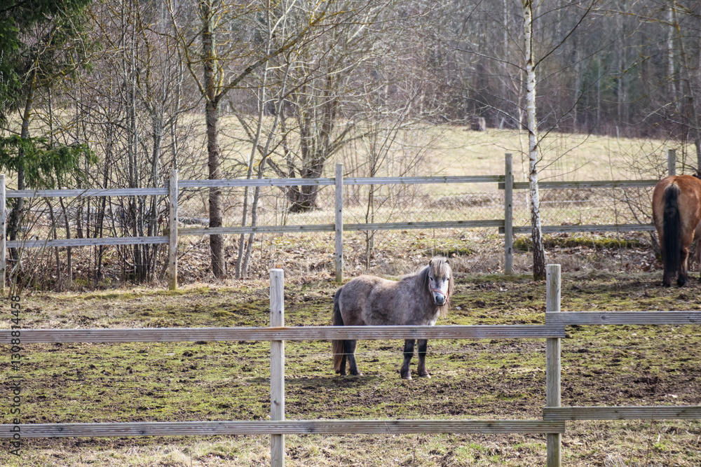 Obraz premium A horse standing in a fenced field with a fence and trees in the background.