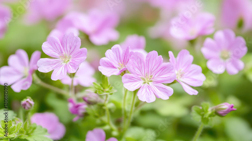 Vibrant pink geranium flowers in bloom among lush greenery