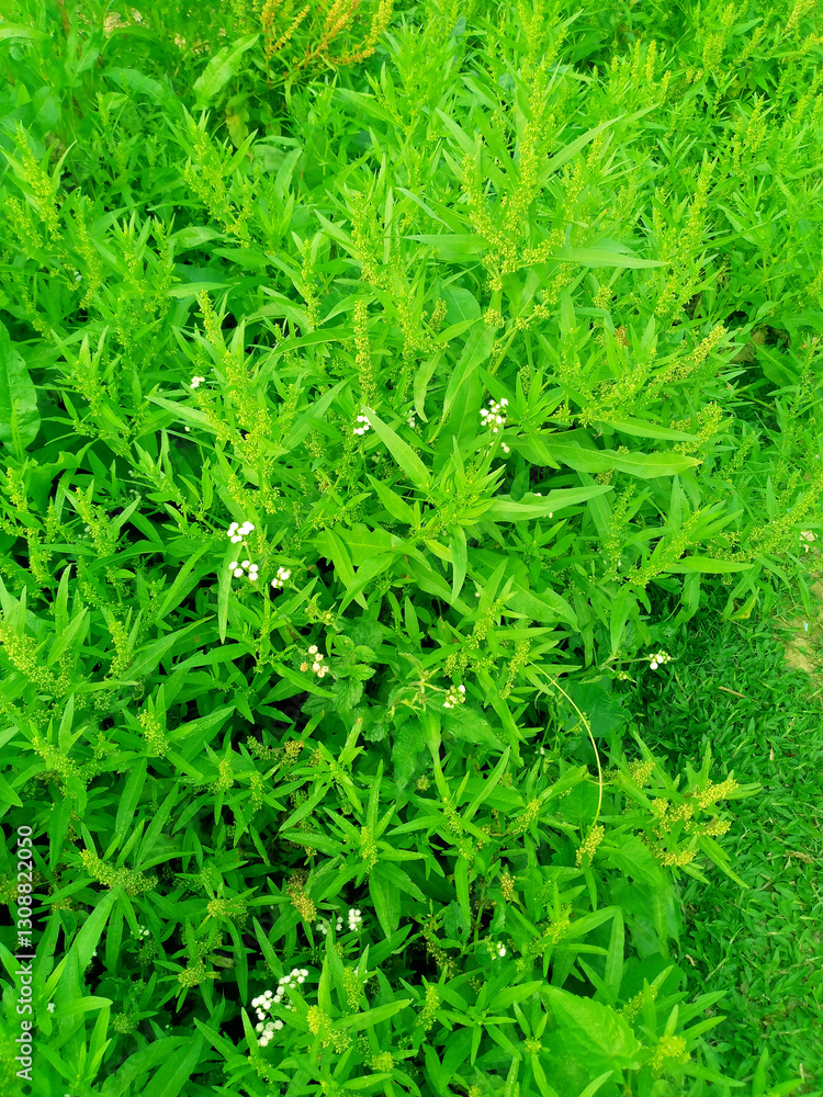 Fresh Green Leafy Texture for Nature and Eco Concepts Fresh Green Leafy Texture for Nature and Eco Concepts