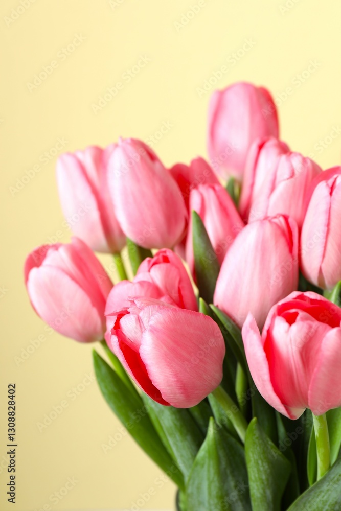 Beautiful fresh tulips on color background Beautiful fresh tulips on color background