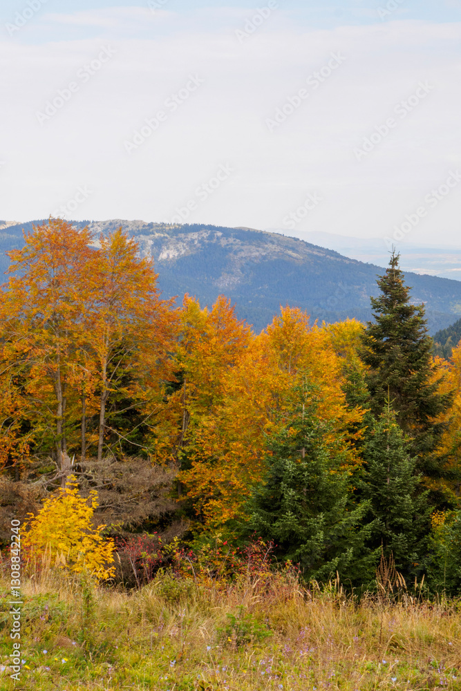 Fototapeta premium the plateau road in autumn