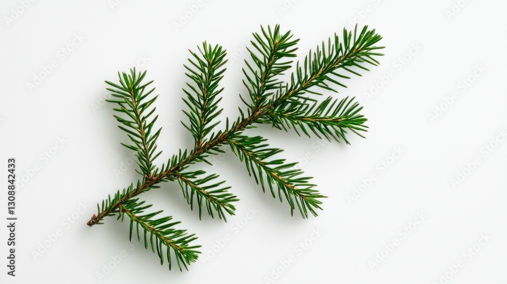 A green pine branch with needles displayed on a white background. A green pine branch with needles displayed on a white background.