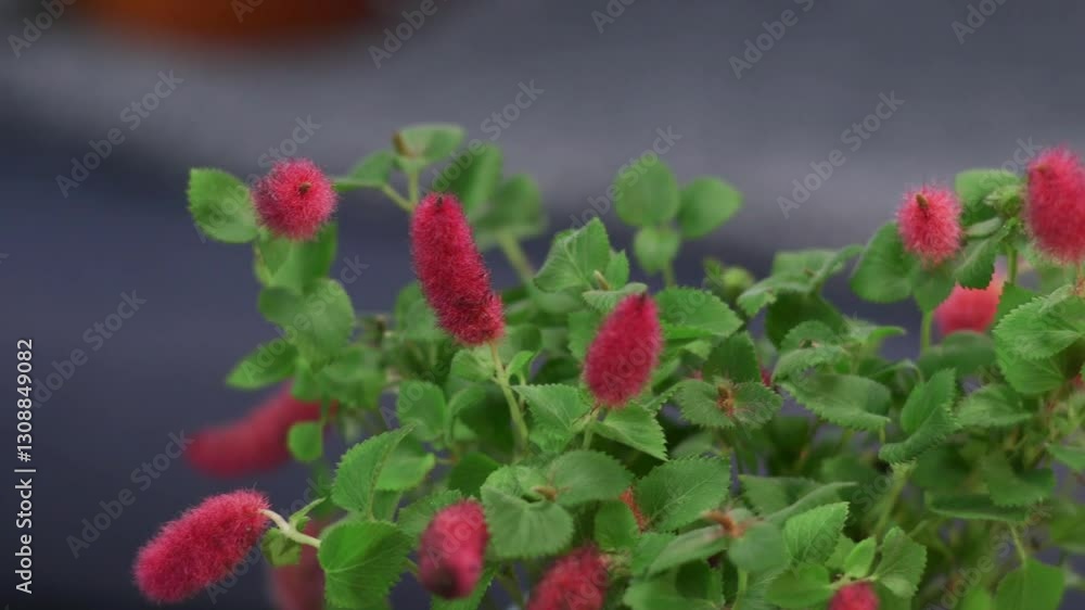 A close-up of Acalypha hispida (Chenille plant) with vibrant red fuzzy flowers and lush green leaves, set against a soft blue fabric background. A close-up of Acalypha hispida (Chenille plant) with vibrant red fuzzy flowers and lush green leaves, set against a soft blue fabric background.