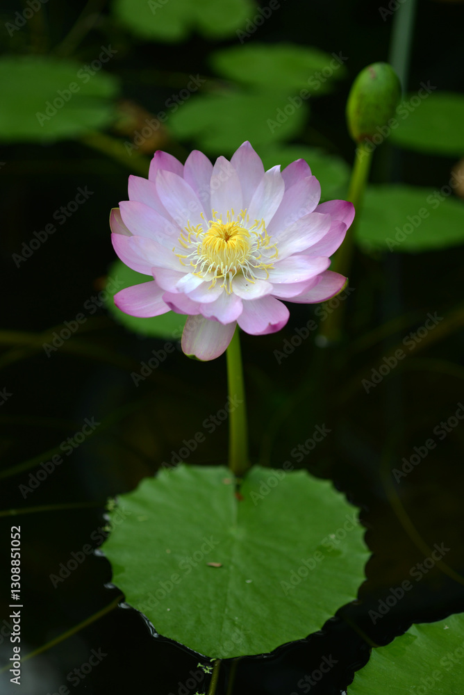 淡いピンクのスイレン