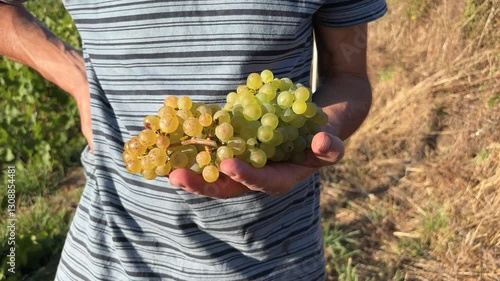 Man showing two bunches of white grapes in the harvest season.