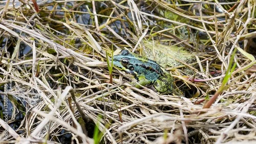 A frog is sitting on a pile of dry grass. The grass is brown and dry, and the frog is green