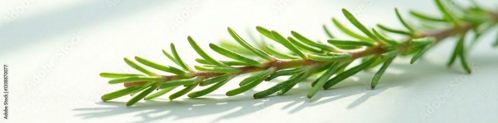 Obraz premium Fresh rosemary sprig with light rays on white surface, botanical, bright, shine