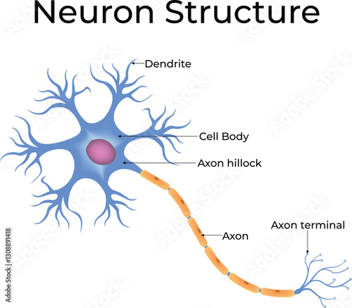 Neuron Structure Diagram Design Vector Illustration