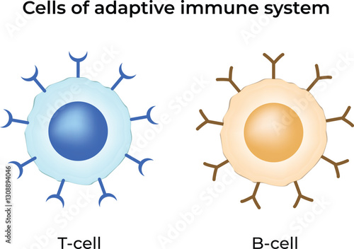 Cells of the Adaptive Immune System Design Vector Illustration