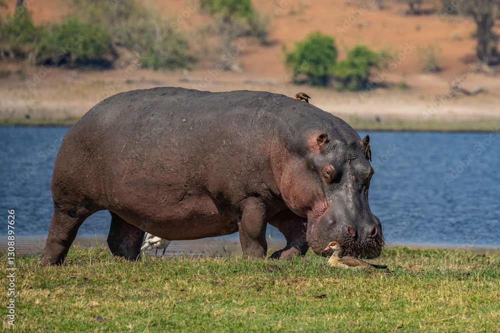 The common hippopotamus (Hippopotamus amphibius), or hippo, is a large, mostly herbivorous mammal in sub-Saharan Africa The common hippopotamus (Hippopotamus amphibius), or hippo, is a large, mostly herbivorous mammal in sub-Saharan Africa