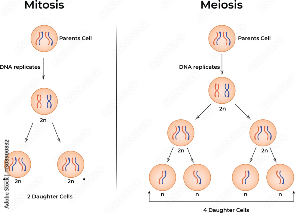Φωτογραφία Mitosis vs Meiosis Design Vector Illustration