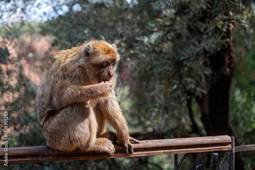 Barbary macaque enjoying a snack in the mountains of Morocco surrounded by lush greenery