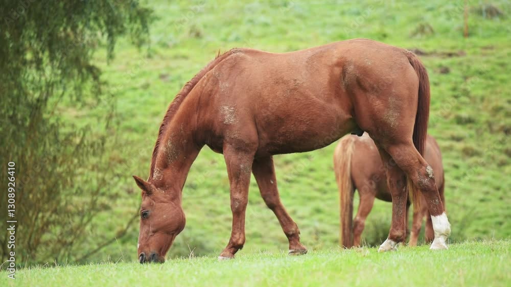 Two domestic brown horses grazing in a meadow on a pasture in the rural countryside Two domestic brown horses grazing in a meadow on a pasture in the rural countryside