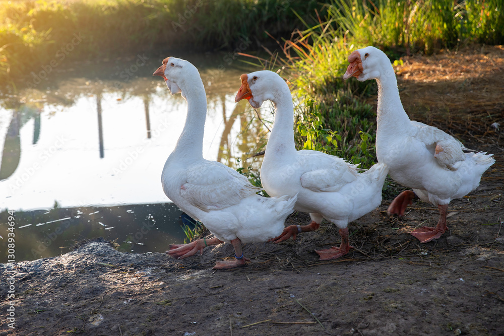 Geese, ducks and group white swans on the nature farm with sunrise in morning. Geese, ducks and group white swans on the nature farm with sunrise in morning.
