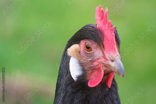 Portrait einer Henne der Rasse Vorwerk