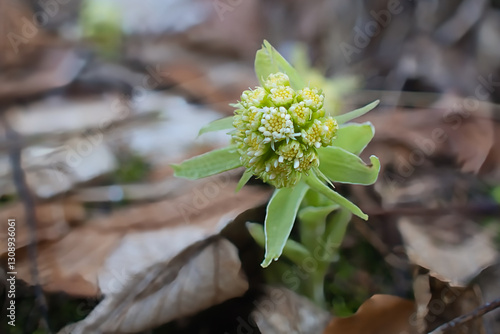 Leicht geöffneter Blütenkopf der Weißen Pestwurz