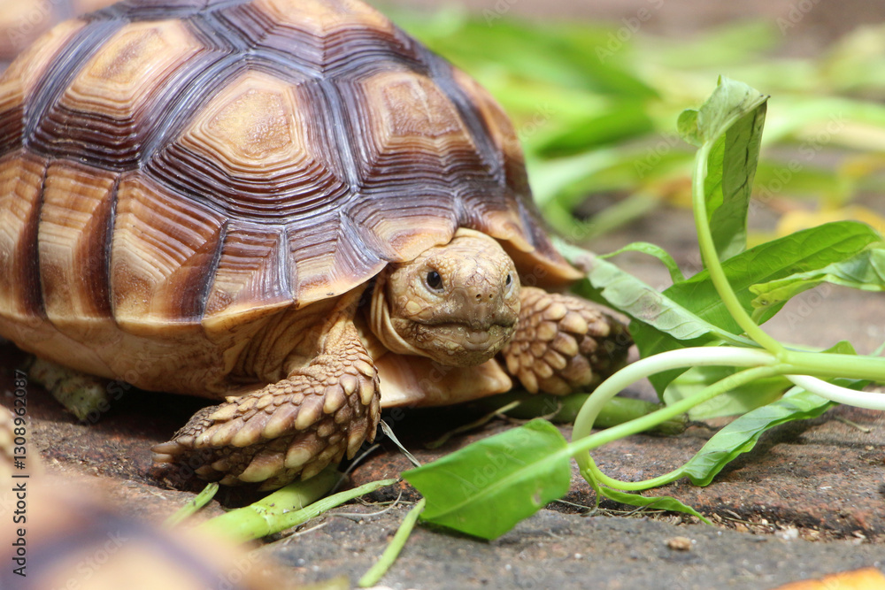 Obraz premium African Sulcata Tortoise Natural Habitat,Close up African spurred tortoise resting, cute animal
