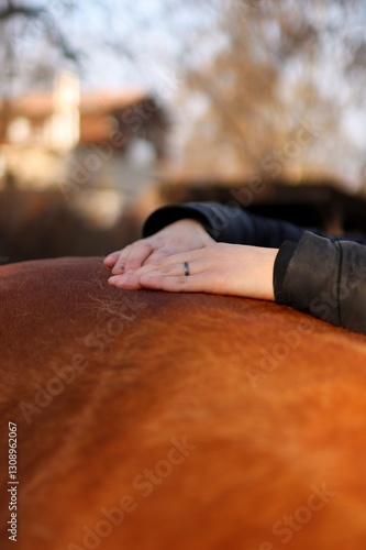 horse massage on farm during sunset. close-up of hands massaging