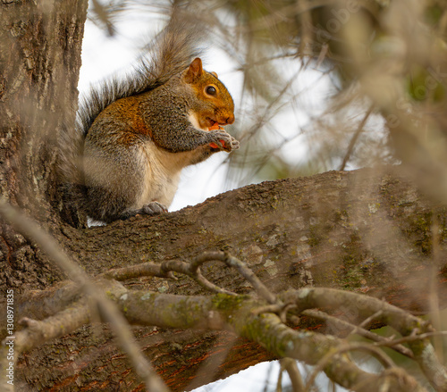 Canvas Print Eastern gray squirrel sitting in the crook of a tree branch eating something ora