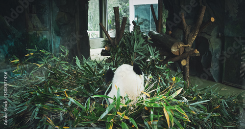 Obraz na płótnie Giant Panda Eat Bamboo Leaves Back View. Bear Or Simply, Is Bear Species Endemic To China. Panda Diplomacy. National Symbol Of China, Personifying Sincerity, Friendliness, Tolerance And Kindness w salonie