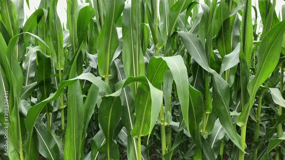 Corn stalks with green leaves in a cornfield in the rural countryside, food growth field agriculture concept Corn stalks with green leaves in a cornfield in the rural countryside, food growth field agriculture concept