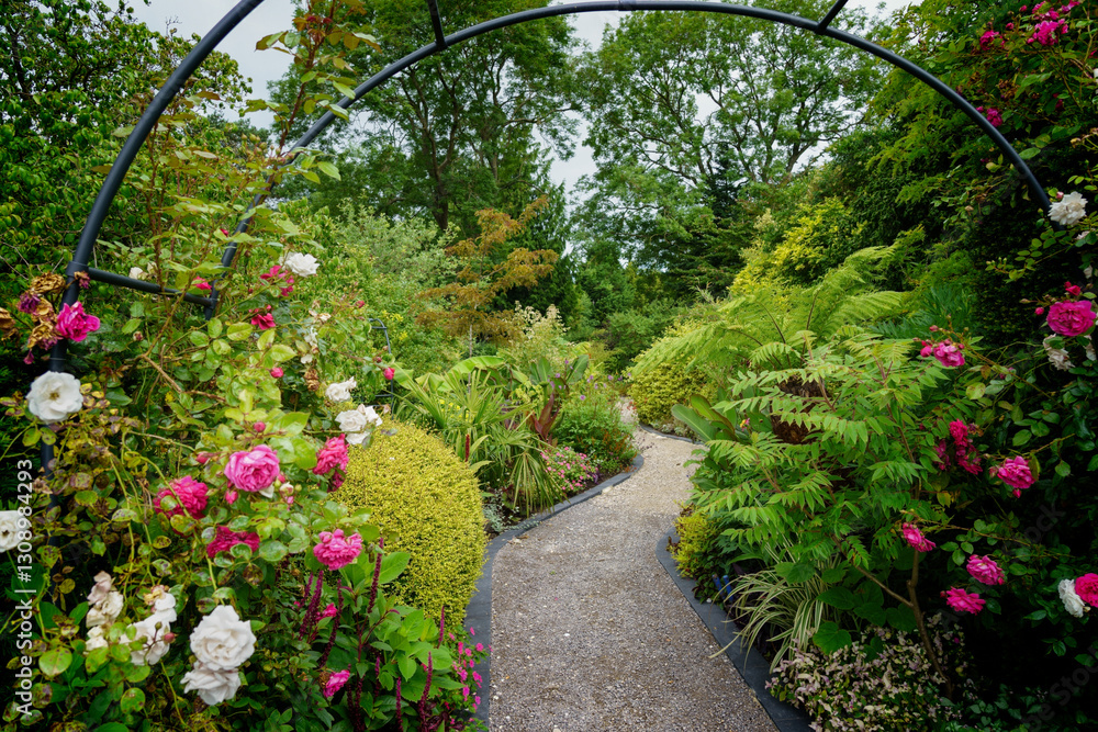 Fototapeta premium White and pink roses bloom next to a meandering garden path surrounded by different kinds of greener vegetation.
