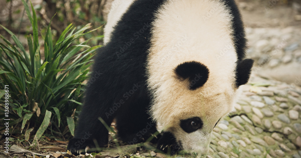 Giant Pandas Play. Bear Or Simply, Is Bear Species Endemic To China. Panda Diplomacy. Travel To China. National Symbol Of China, Personifying Sincerity, Friendliness, Tolerance And Kindness