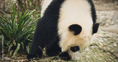 Obraz na płótnie Giant Pandas Play. Bear Or Simply, Is Bear Species Endemic To China. Panda Diplomacy. Travel To China. National Symbol Of China, Personifying Sincerity, Friendliness, Tolerance And Kindness w salonie