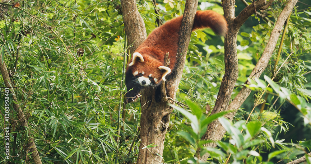 Red Panda Panda Climbs Tree In Search Of Tasty Leaves To Eat. Ailurus Fulgens Or Lesser Panda Is Small Mammal Native To The Eastern Himalayas And Southwestern China. Red Pandas Are Also Symbol Of
