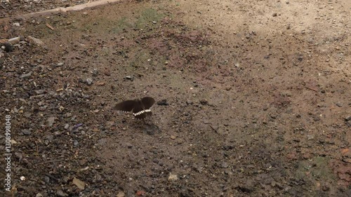 Wallpaper Mural Butterfly flying In mid air Torontodigital.ca