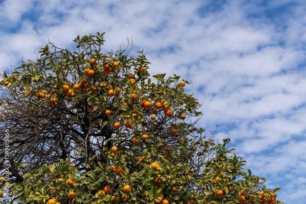 A vibrant tangerine tree laden with ripe, orange fruits stands against a bright blue sky with fluffy white clouds. Sunlight highlights the lush green leaves, evoking summer and eco-friendly harvest. A vibrant tangerine tree laden with ripe, orange fruits stands against a bright blue sky with fluffy white clouds. Sunlight highlights the lush green leaves, evoking summer and eco-friendly harvest.