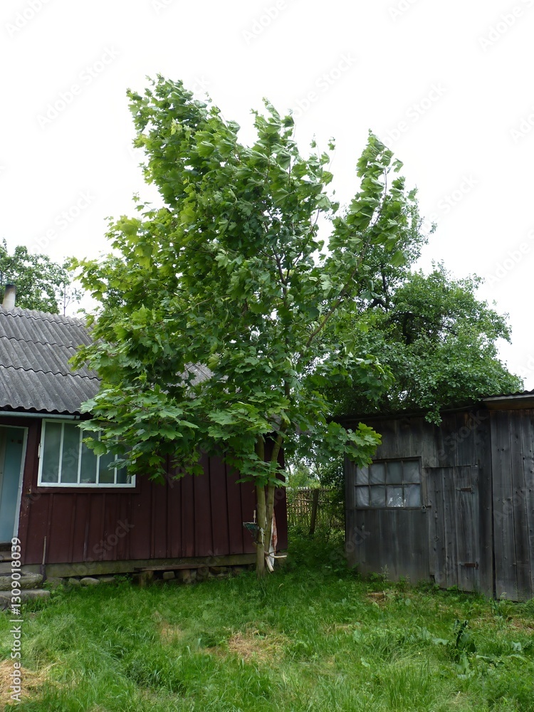 A lone tree stands between two rustic buildings, its leaves swaying in the wind A lone tree stands between two rustic buildings, its leaves swaying in the wind