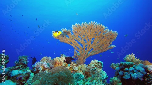 Coral Reef and Tropical Fish Underwater. Blue turquoise sea water waves. Colourful tropical coral reefs. Blue water background. Colourful underwater ambience.