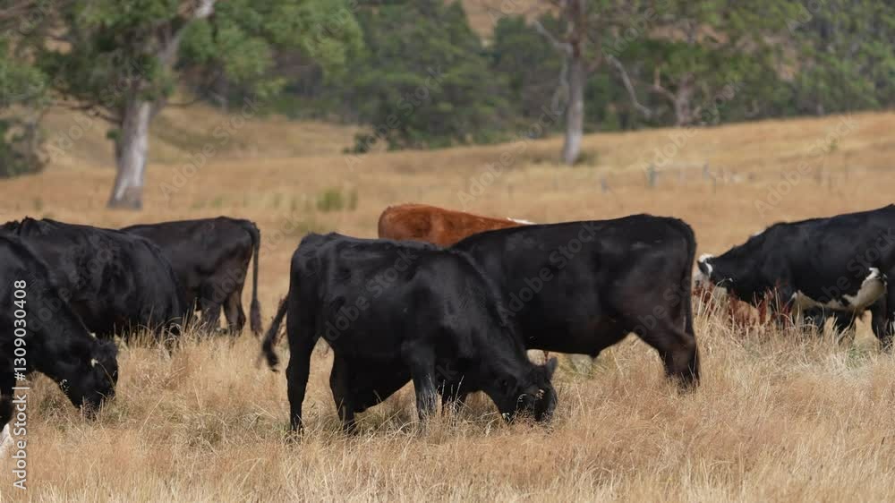 livestock in a meadow, sustainable carbon neutral farming being practiced. regenerative raised cows in a field. agricultural technology innovation. livestock in a meadow, sustainable carbon neutral farming being practiced. regenerative raised cows in a field. agricultural technology innovation.