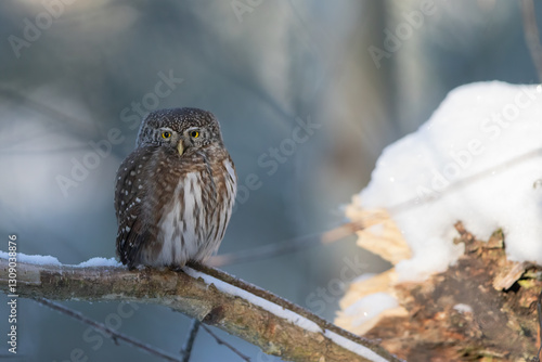 Pygmy owl - sóweczka  photo