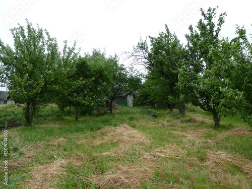 Orchard with fruit trees, hay on ground, building in background, rural and natural scene.