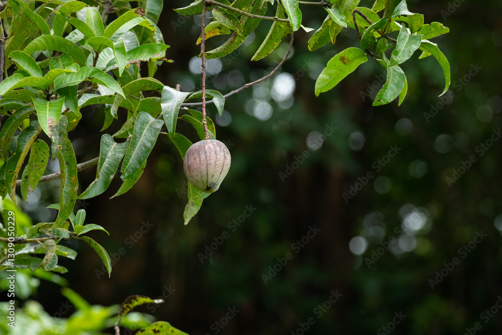 Fototapeta premium Lone Mango growing on a lush green mango tree in the garden