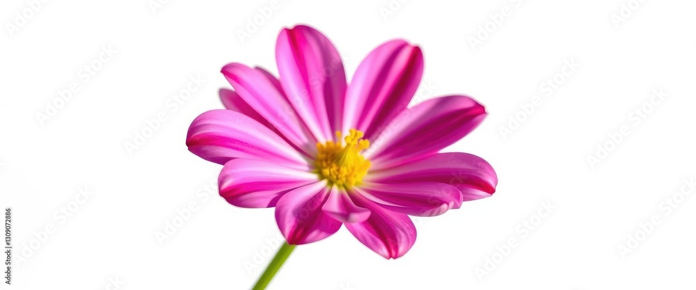 Single vibrant bloom, petals perfectly formed, against pure white backdrop, flora, beauty Single vibrant bloom, petals perfectly formed, against pure white backdrop, flora, beauty