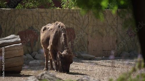 Toma en 4k de animal asilándose en día soleado 