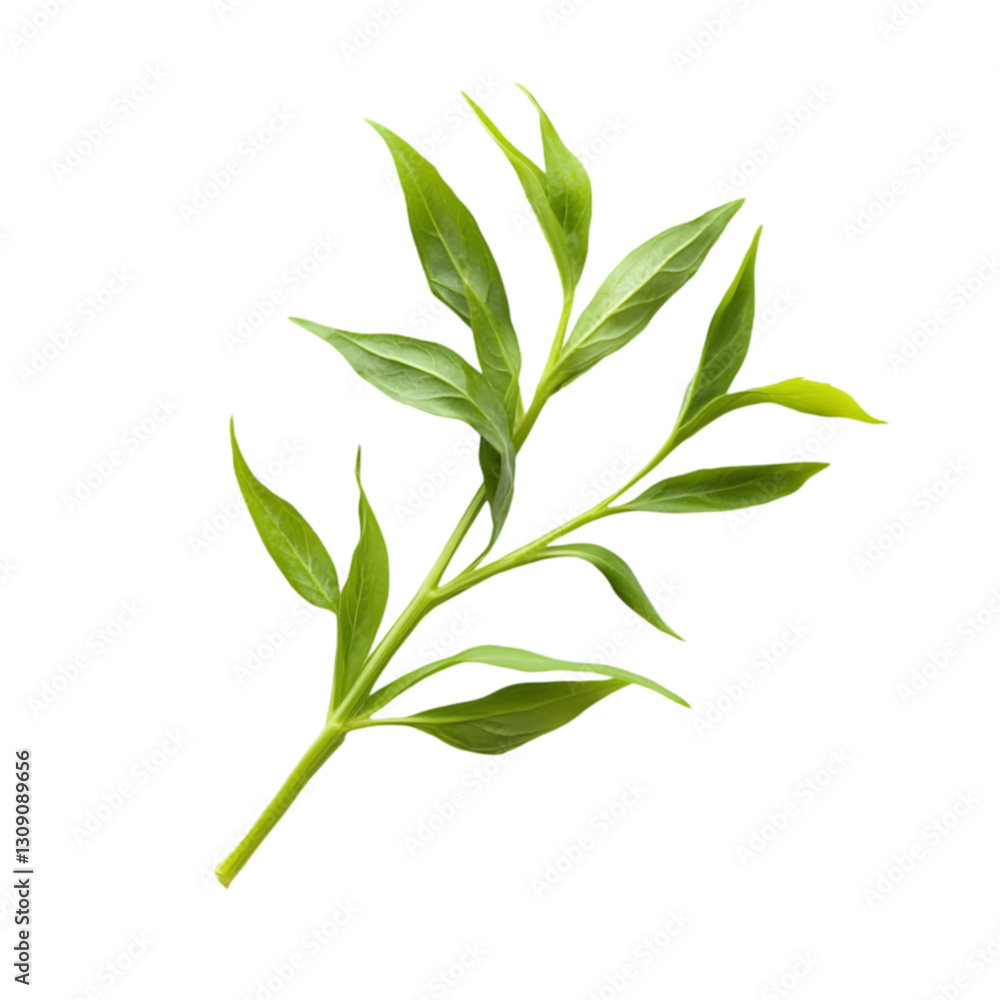 Fototapeta premium Fresh green water spinach isolated in minimalist style for culinary use nature photography bright background close-up view