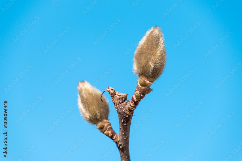 Buds of Magnolia denudata. The lilytree, Yulan magnolia. Buds of Magnolia denudata. The lilytree, Yulan magnolia.