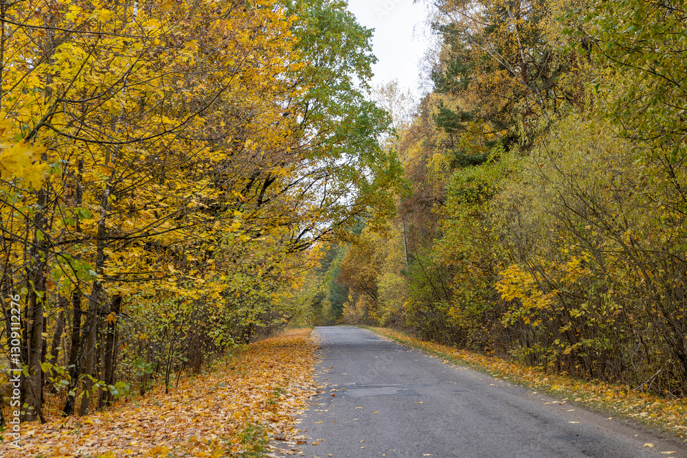 Obraz premium an asphalt road on the side of which a large number of maple trees grow in the autumn season