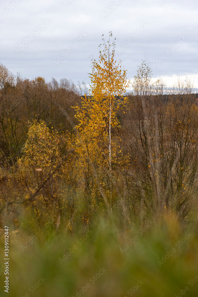 Fototapeta premium dreary nature in cloudy autumn weather and a lonely birch tree