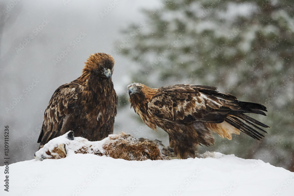Fototapeta premium 2 golden eagles (Aquila chrysaetos) on top of theyr'e prey during winter time in deep snow. Snowing in the background.