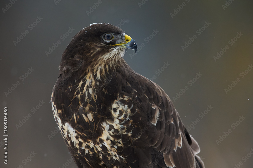 Fototapeta premium Closeup view of common buzzard (Buteo buteo) posing on blurred background.