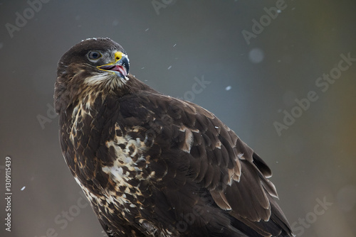 Closeup view of common buzzard (Buteo buteo) licking his tongue on blurred background.