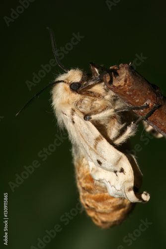 фотографія Spongy moth,  Lymantria dispar a serious pest that leads to forest defloration