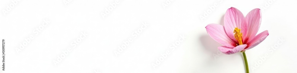 Single bloom of flower in isolation against white background, blooms, nature Single bloom of flower in isolation against white background, blooms, nature