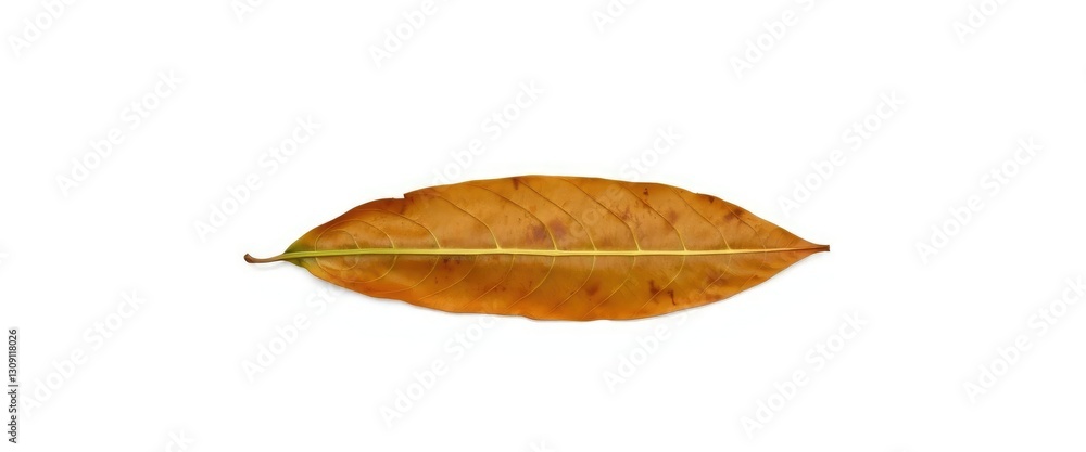 Single, wilted leaf isolated on pure white backdrop, single, organic Single, wilted leaf isolated on pure white backdrop, single, organic