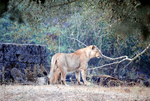 Asiatic LION